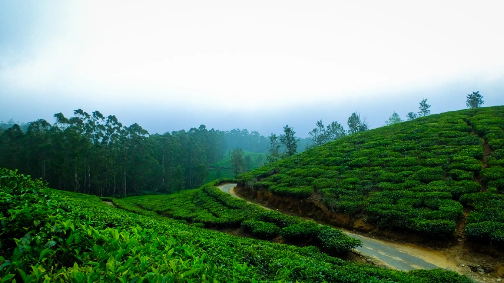 domestic tour packages kerala