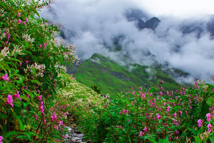 domestic_tour_packages_ladakh-valley Of flowers